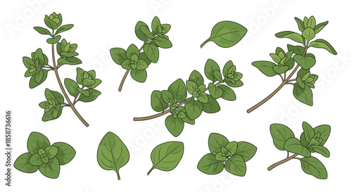 Several sprigs of green herb leaves with small rounded leaflets arranged on a white background for botanical illustration and culinary garnish concepts.