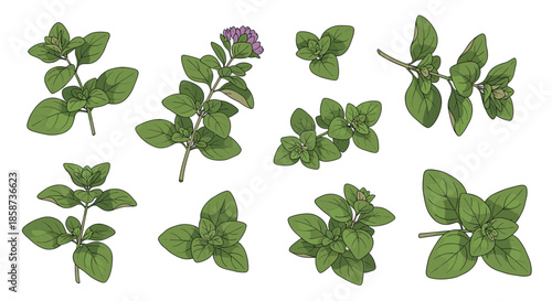 Fresh mint sprigs with vibrant green leaves and a single flowering stem displaying small purple blossoms arranged for culinary use and garnish ideas.
