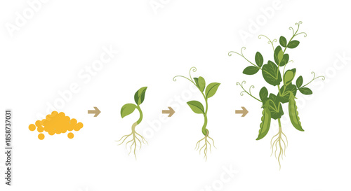 Progression of plant growth from seed to seedling and mature leafy vines in a step by step illustration showing development stages.