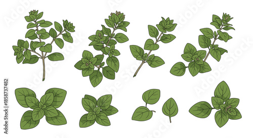 Fresh herb sprigs arranged in a row show mint basil and other leafy greens for culinary garnish and flavor and a colorful display for kitchen decor.
