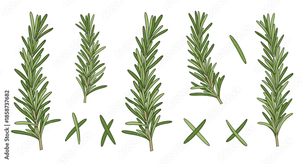 Fototapeta premium Fresh rosemary sprigs in various lengths and orientations are displayed with whole stems and cut segments for culinary herb reference.