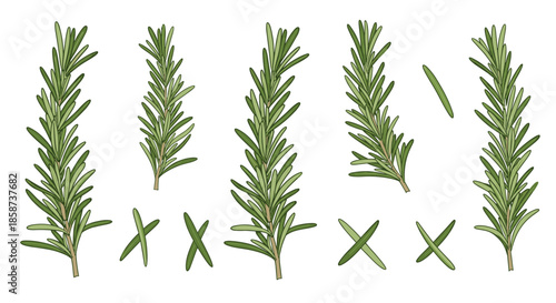 Fresh rosemary sprigs in various lengths and orientations are displayed with whole stems and cut segments for culinary herb reference.