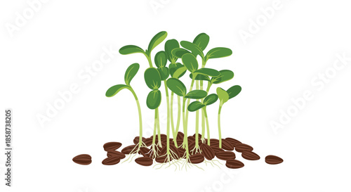 Young seedlings surge from small seeds in rich soil their green stems rise with rounded leaves reaching toward light and new growth forming a thriving patch.