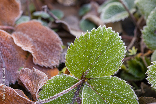 green strawberry leaves covered with ice crystals
