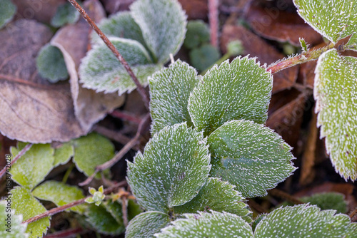 green strawberry leaves covered with ice crystals