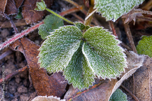 green strawberry leaves covered with ice crystals