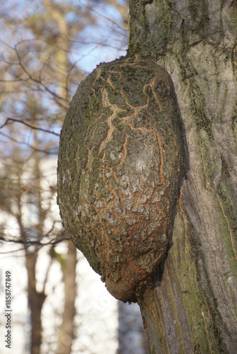 Masernknolle an einer Baumrinde 1858747849
