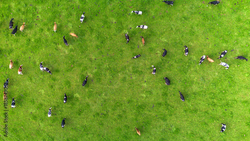 green grass and dairy cows