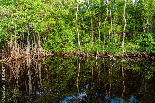Jeu de reflet le long du Wilderness waterway (aussi appelé le Flamingo canal) entre la marina de Flamingo et Coot Bay, Everglades, Floride