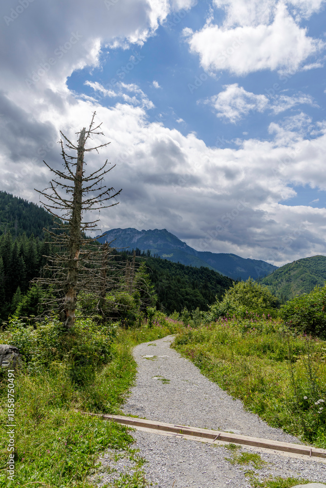 Fototapeta premium Vertical Mountain Path and Dried Spruce Tree