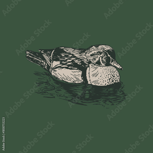 Hand-drawn sketch of wood duck sitting on pond water drawn in a pen sketchy illustration style in vector format
