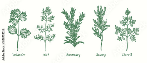 Coriander, dill, rosemary, savory, chervil leaf bunch set.  Ink black and white doodle drawing in woodcut style