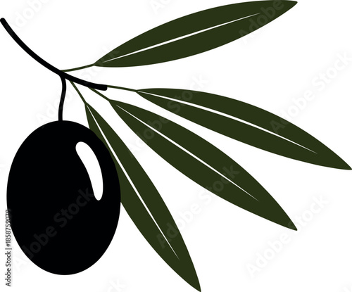 Black olive branch vector illustration with green leaves isolated on white background for Mediterranean food design healthy organic oil concept