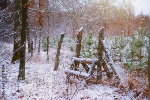 Wallpaper Mural Snow covers a wooden fence and wire mesh along a forest edge with trees and young pine saplings in a rural winter landscape. Torontodigital.ca