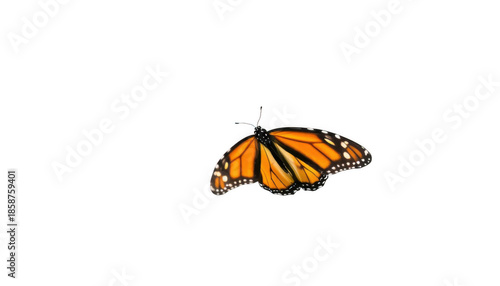 Monarch butterfly in flight