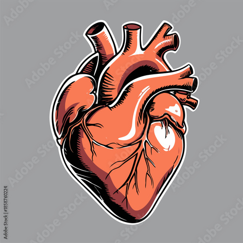 Wallpaper Mural detailed and natural vector image of a heart Torontodigital.ca