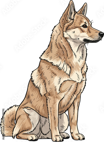 Norwegian Buhund dog standing side profile view looking away