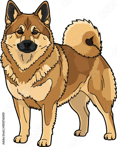 Norwegian Buhund dog standing cute attentive facing front