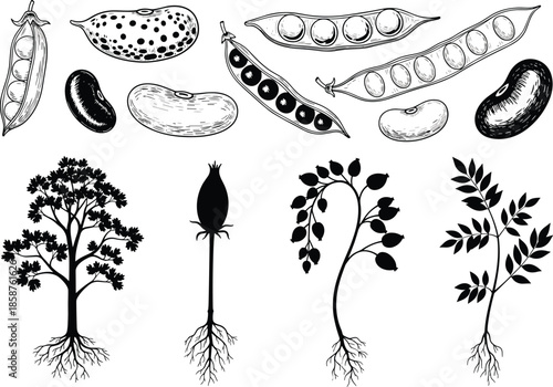 Black and white botanical vector illustration set with legumes, peas, beans, and plant silhouettes with roots isolated on white background for design.