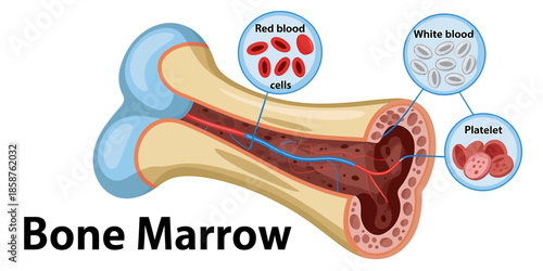 Bone marrow crosssection illustrating blood cell formation