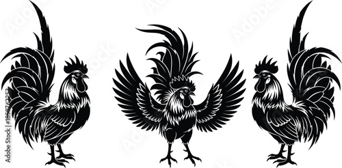 Black and white rooster vector illustration set, traditional poultry silhouettes with detailed feathers and proud poses isolated on white background for design.
