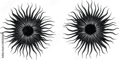 Black and white sunburst vector set, radial wavy line starburst silhouettes, organic sea anemone shapes, abstract solar corona icons, celestial graphic elements.