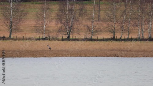 Bald eagle soaring above a lake with a forest in the background. Captured in 4K ultra HD, showing detailed feathers, graceful flight, reflections on water, and natural environment.