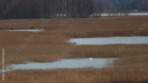 Graceful swan gliding on a calm lake with reflections of trees and sky on the water surface. Captured in 4K ultra HD, showing elegant movements, detailed feathers, and peaceful natural surroundings. 