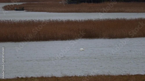 Graceful swan gliding on a calm lake with reflections of trees and sky on the water surface. Captured in 4K ultra HD, showing elegant movements, detailed feathers, and peaceful natural surroundings. 