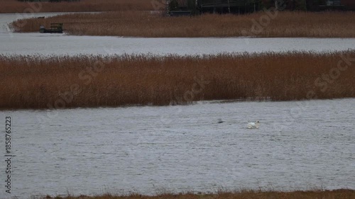 Graceful swan gliding on a calm lake with reflections of trees and sky on the water surface. Captured in 4K ultra HD, showing elegant movements, detailed feathers, and peaceful natural surroundings. 