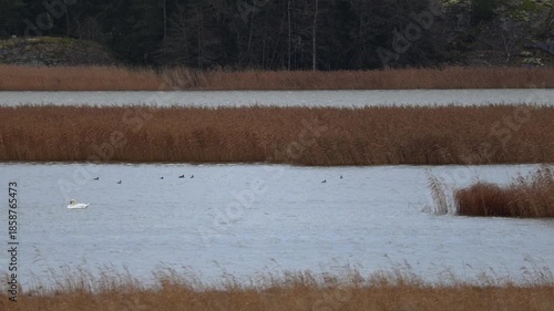 Graceful swan gliding on a calm lake with reflections of trees and sky on the water surface. Captured in 4K ultra HD, showing elegant movements, detailed feathers, and peaceful natural surroundings. 
