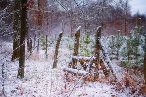 Wallpaper Mural Snow covers a wooden fence and wire mesh along a forest edge with trees and young pine saplings in a rural winter landscape. Torontodigital.ca
