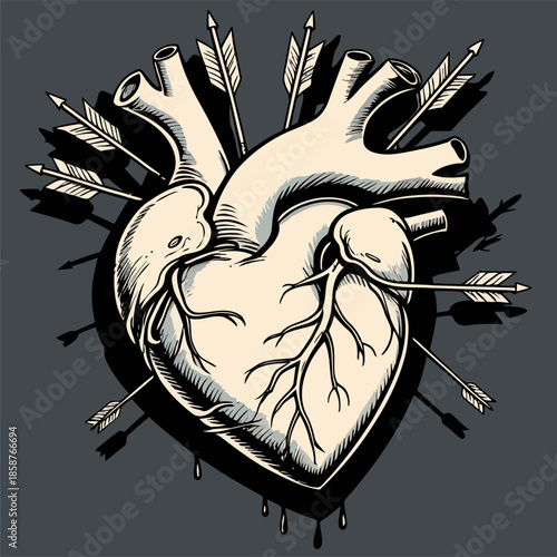 detailed and natural vector image of a heart