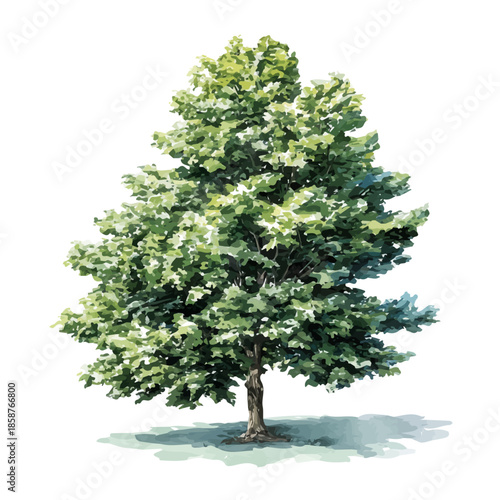 Isometric watercolor graphic of Silver Maple Tree, neatly isolated on white background.