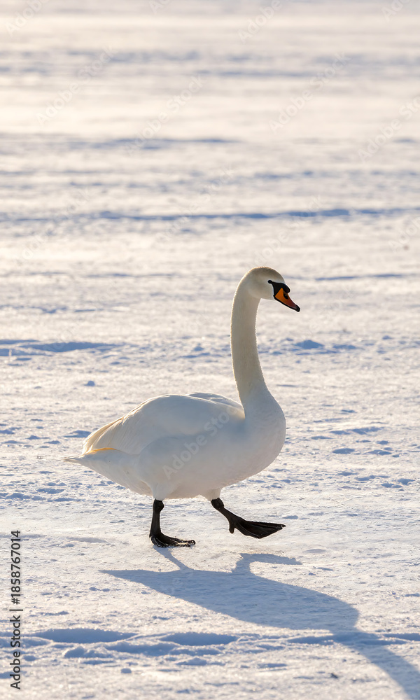 Fototapeta premium lone white swan strides calmly vast expanse pristine landscape silvery feathers glowing softly casts