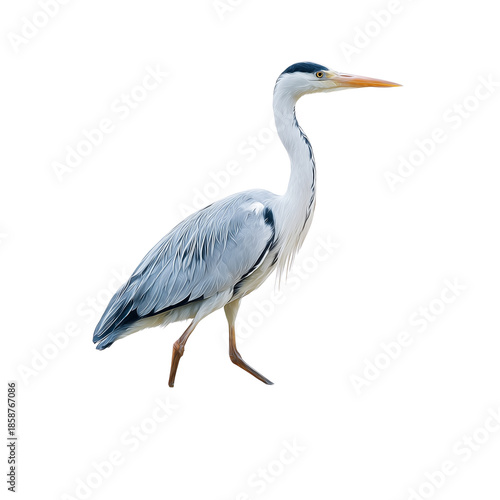 A beautiful grey heron standing gracefully against a plain dark background