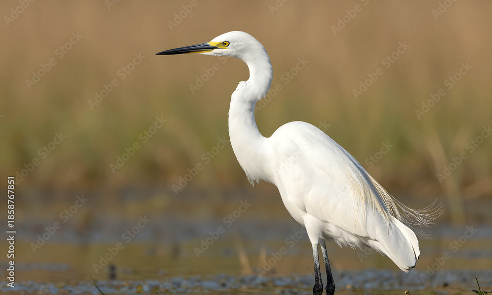 Obraz premium majestic white heron stands upright serene wetland landscape capturing intricate details snowy feathers warm golden