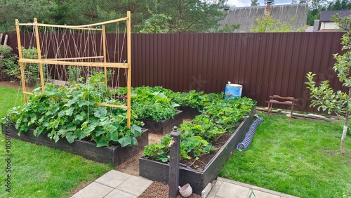 There are tall wooden beds on a grassy lawn near a metal fence. Strawberries, zucchini and cucumbers grow on them, tied to wooden planks. Nearby there is a apple trees and a water tap. Cloudy summer