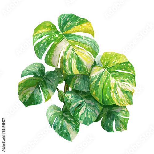Isometric watercolor rendering of Variegated Monstera, isolated on a clean white background.