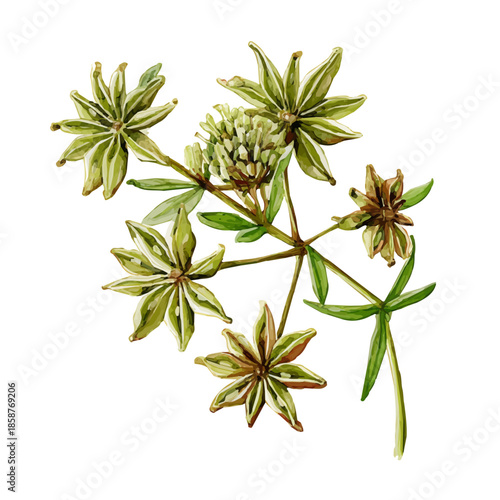 Watercolor isometric vector-style illustration of Anise, isolated on white background.
