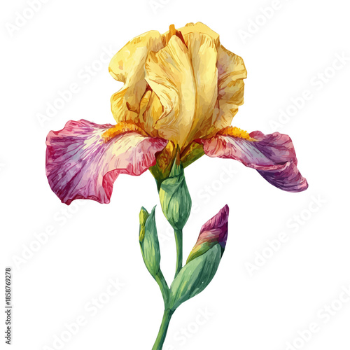Isometric watercolor rendering of Iris, isolated on a clean white background.