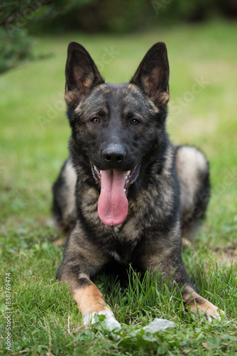 Wallpaper Mural The picture shows a German Shepherd Dog (GSD). Torontodigital.ca