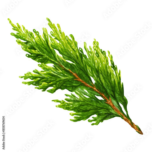 Isometric watercolor graphic of Cedar Leaf, neatly isolated on white background.