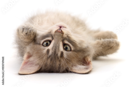 Foto Fluffy grey tabby kitten lying upside down isolated on white