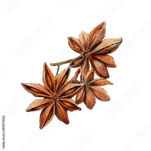 A watercolor isometric illustration of Anise, cleanly isolated on white background.