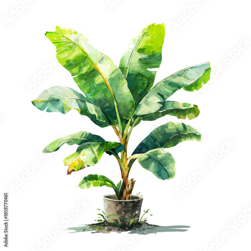 Isometric watercolor graphic of Banana Plant, neatly isolated on white background.