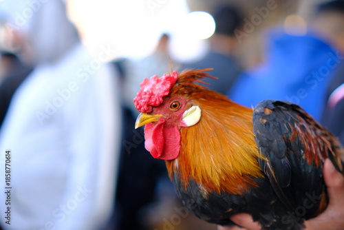 Colorful Rooster Portrait with Soft Bokeh in a Traditional Market