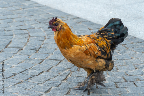 Bantam is decorative dwarf breed of domestic chicken. The booted bantam is european breed of true bantam chicken. It is characterised by abundant feathering on feet and shanks.