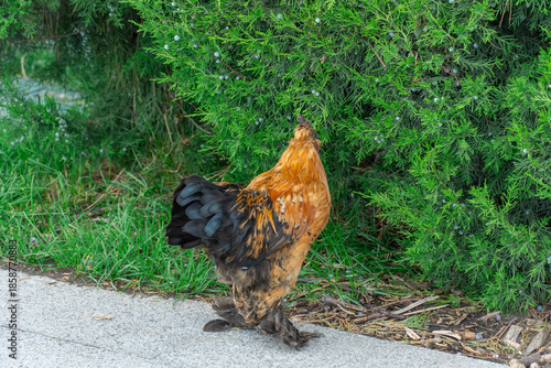 Bantam is decorative dwarf breed of domestic chicken. The booted bantam is european breed of true bantam chicken. It is characterised by abundant feathering on feet and shanks.