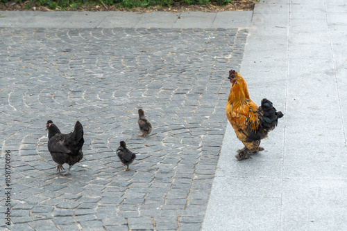 Bantam is decorative dwarf breed of domestic chicken. The booted bantam is european breed of true bantam chicken. It is characterised by abundant feathering on feet and shanks.